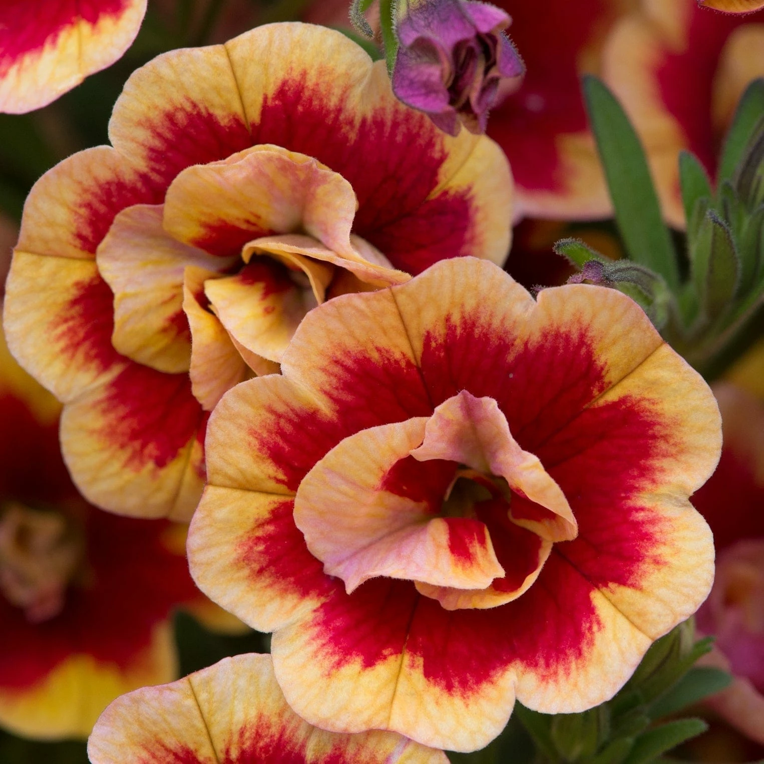 Roots Plants Calibrachoas Calibrachoa Can-Can Double OrangeTastic 3 Roots Plants Calibrachoas Calibrachoa Can-Can Double OrangeTastic