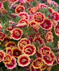 Roots Plants Calibrachoas Calibrachoa Can-Can Double OrangeTastic 8 Roots Plants Calibrachoas Calibrachoa Can-Can Double OrangeTastic