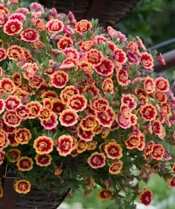 Roots Plants Calibrachoas Calibrachoa Can-Can Double OrangeTastic 9 Roots Plants Calibrachoas Calibrachoa Can-Can Double OrangeTastic