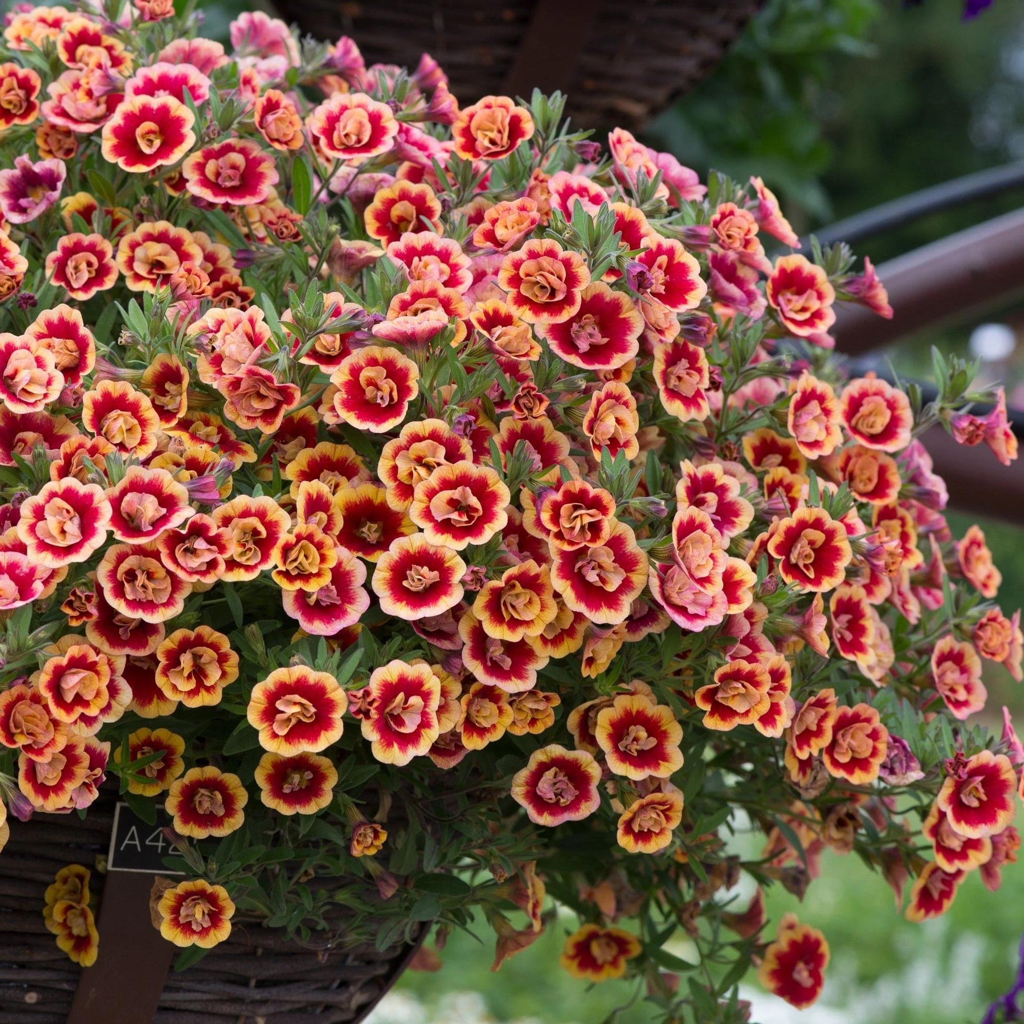 Roots Plants Calibrachoas Calibrachoa Can-Can Double OrangeTastic 6 Roots Plants Calibrachoas Calibrachoa Can-Can Double OrangeTastic