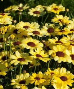 Roots Plants All Annual Bedding Argyranthemum Grandaisy Bright Yellow