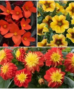 Roots Plants Dahlias 12 Annuals For Pots | The Waterloo Sunset Collection | Petunia, Dahlia & Begonia
