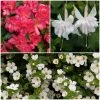Roots Plants 12 Annuals For Hanging Baskets | The Blissful Shade Collection | Begonia, Bacopa & Fuchsia