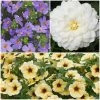Roots Plants Dahlias 12 Annuals For Pots | The Summer Serenity Collection | Petunia, Bacopa & Dahlia