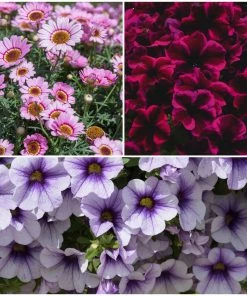 Roots Plants 12 Long Flowering Annuals For Pots | The Endless Summer Collection | Argyranthemum, Calibrachoa & Petunias All Annual Bedding