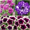Roots Plants 12 Trailing Annuals | The Best Petunias For Hanging Baskets All Annual Bedding 1 Roots Plants 12 Trailing Annuals | The Best Petunias For Hanging Baskets All Annual Bedding