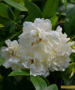 Roots Plants Rosa Banksiae 'Alba Plena' | Rambling Rose | On A 90cm Cane In A 3L Pot Other Climbing Plants