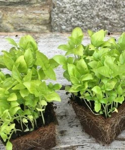 Roots Plants 3 Organic British Basil Plants