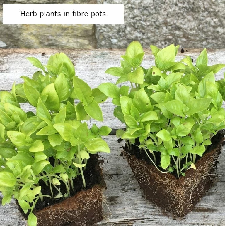 Roots Plants Herbs 3 Organic Wild Bergamot Plants 5 Roots Plants Herbs 3 Organic Wild Bergamot Plants