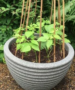 Roots Plants 10 Organic 'Blue Lake' French Climbing Bean Plants