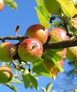 Roots Plants Bountiful' Apple Tree Fruits
