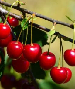 Roots Plants Fruits Burlat' Cherry Tree