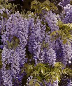 Roots Plants Wisteria Sinensis'Prolific' | On A 90cm Cane In A 3L Pot