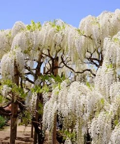 Roots Plants Wisteria Sinensis'Alba' | On A 90cm Cane In A 3L Pot