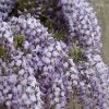 Roots Plants Wisteria Floribunda | On A 90cm Cane In A 3L Pot