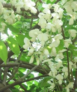 Roots Plants Wisteria Brachybotrys 'Shiro Kapitan Fuji' | On A 90cm Cane In A 3L Pot