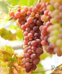 Roots Plants 60cm Vitis 'Crimson Seedless' Outdoor Grape Vine | On A 90cm Cane In A 3L Pot