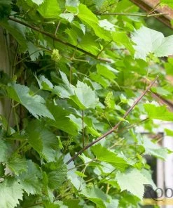 Roots Plants 60cm Vitis 'Crimson Seedless' Outdoor Grape Vine | On A 90cm Cane In A 3L Pot