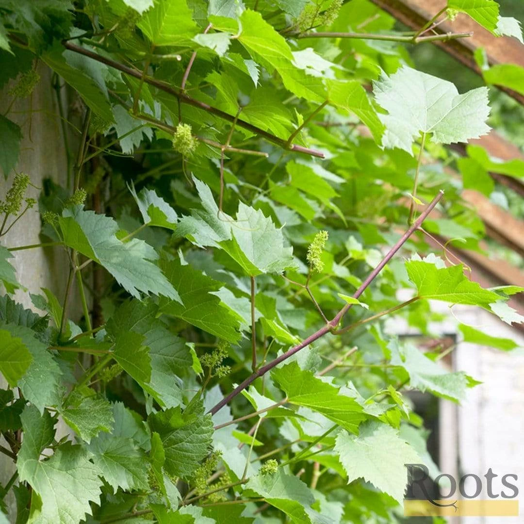 Roots Plants 60cm Vitis 'Crimson Seedless' Outdoor Grape Vine | On A 90cm Cane In A 3L Pot 4 Roots Plants 60cm Vitis 'Crimson Seedless' Outdoor Grape Vine | On A 90cm Cane In A 3L Pot