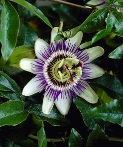 Roots Plants Passiflora 'Caerulea' | Passion Flower | On A 90cm Cane In A 3L Pot
