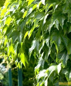 Roots Plants Boston Ivy | Parthenocissus 'Tricuspidata Veitchi' | On A 90cm Cane In A 3L Pot 8 Roots Plants Boston Ivy | Parthenocissus 'Tricuspidata Veitchi' | On A 90cm Cane In A 3L Pot