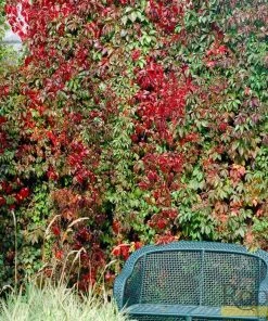 Roots Plants Virginia Creeper | Parthenocissus 'Quinquefolia' | On A 90cm Cane In A 3L Pot Other Climbing Plants