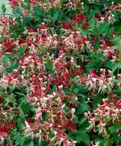 Roots Plants Honeysuckle 'Serotina' | Lonicera Periclymenum | On A 90cm Cane In A 3L Pot