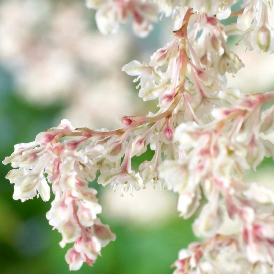 Roots Plants Russian Vine | Fallopia 'Baldschuanicum' | On A 90cm Cane In A 3L Pot Other Climbing Plants 4 Roots Plants Russian Vine | Fallopia 'Baldschuanicum' | On A 90cm Cane In A 3L Pot Other Climbing Plants