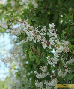 Roots Plants Russian Vine | Fallopia 'Baldschuanicum' | On A 90cm Cane In A 3L Pot Other Climbing Plants 7 Roots Plants Russian Vine | Fallopia 'Baldschuanicum' | On A 90cm Cane In A 3L Pot Other Climbing Plants