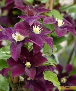 Roots Plants Clematis 'Warsaw Nike' | On A 90cm Cane In A 3L Pot