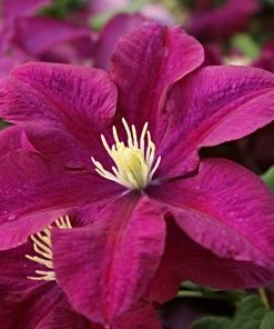 Roots Plants Clematis 'Warsaw Nike' | On A 90cm Cane In A 3L Pot