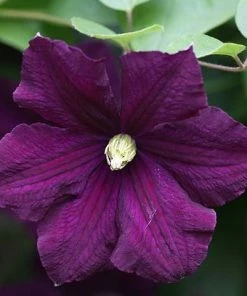 Roots Plants Clematis Viticella 'Etoile Violette' | On A 90cm Cane In A 3L Pot