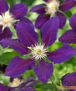 Roots Plants Clematis 'The Vagabond' | On A 90cm Cane In A 3L Pot