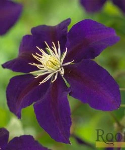 Roots Plants Clematis 'The Vagabond' | On A 90cm Cane In A 3L Pot