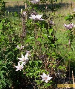 Roots Plants Clematis 'Samaritan Jo' | On A 90cm Cane In A 3L Pot