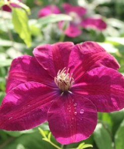 Roots Plants Clematis 'Rouge Cardinal' | On A 90cm Cane In A 3L Pot