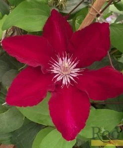 Roots Plants Clematis 'Rebecca' | On A 90cm Cane In A 3L Pot