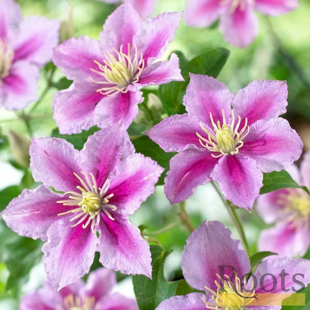 Roots Plants Clematis 'Piilu' On A 90cm Cane In A 3L Pot 5 Roots Plants Clematis 'Piilu' On A 90cm Cane In A 3L Pot