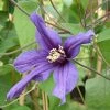 Roots Plants Clematis 'Petit Faucon' On A 90cm Cane In A 3L Pot