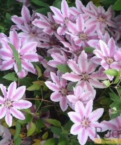 Roots Plants Clematis 'Nelly Moser' | On A 90cm Cane In A 3L Pot