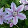 Roots Plants Clematis 'Nelly Moser' | On A 90cm Cane In A 3L Pot