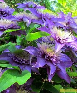 Roots Plants Clematis 'Multi-Blue' | On A 90cm Cane In A 3L Pot