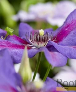 Roots Plants Clematis 'Mrs Norman Thompson' | On A 90cm Cane In A 3L Pot