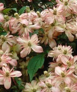 Roots Plants Clematis 'Montana Marjorie' | On A 90cm Cane In A 3L Pot 7 Roots Plants Clematis 'Montana Marjorie' | On A 90cm Cane In A 3L Pot