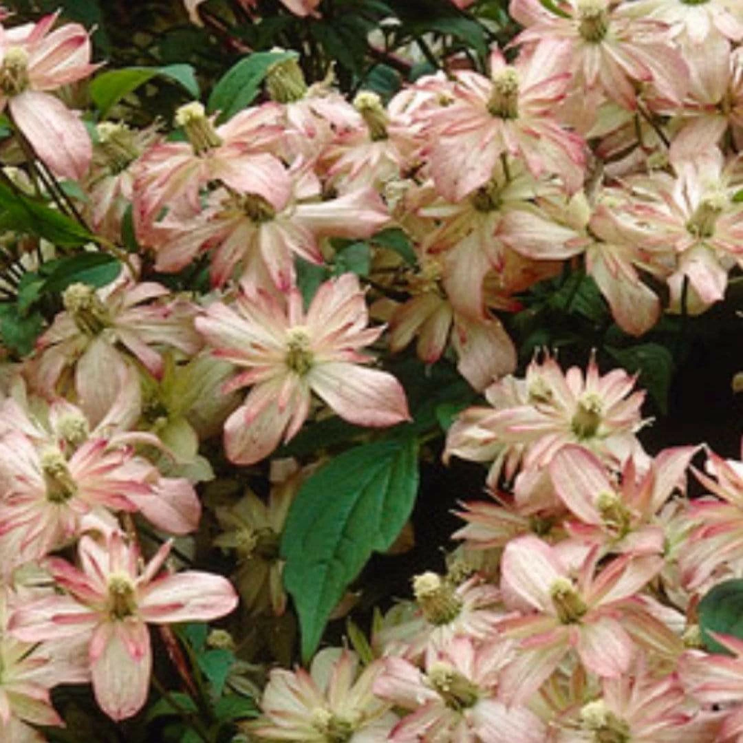Roots Plants Clematis 'Montana Marjorie' | On A 90cm Cane In A 3L Pot 5 Roots Plants Clematis 'Montana Marjorie' | On A 90cm Cane In A 3L Pot