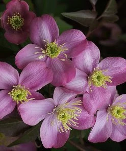 Roots Plants Clematis 'Montana Elizabeth' | On A 90cm Cane In A 3L Pot