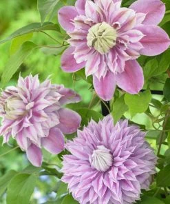 Roots Plants Clematis 'Josephine (Evijohill)' | On A 90cm Cane In A 3L Pot