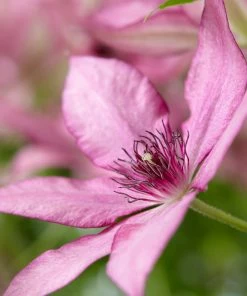 Roots Plants Clematis 'Giselle' | On A 90cm Cane In A 3L Pot
