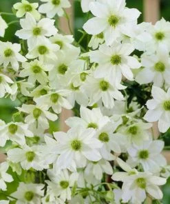 Roots Plants Clematis 'Early Sensation' | On A 90cm Cane In A 3L Pot