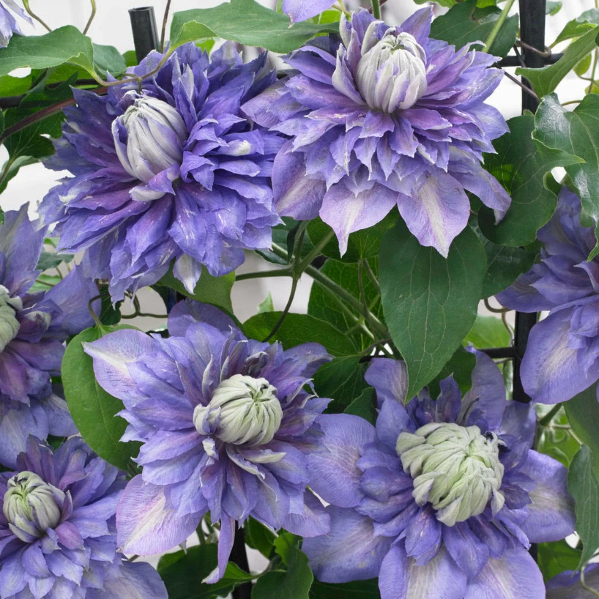 Roots Plants Clematis 'Diamantina' | On A 90cm Cane In A 3L Pot 4 Roots Plants Clematis 'Diamantina' | On A 90cm Cane In A 3L Pot